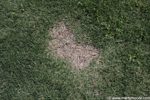 Dog urine spot in lawn