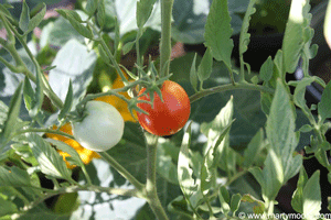 Tomatoes on tomato plant