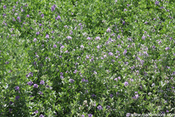 Alfalfa plants