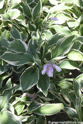 Hosta plant