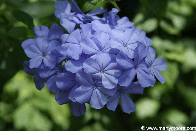 direct sun flowering vines for http://www.sungardensinc.com/Southwest Flowering Full Sun Plants