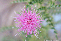 Pink NM Thistle flower