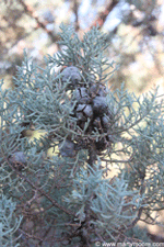 Arizona Cypress Tree seed pods