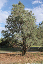 Arizona Cypress Tree