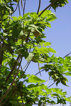 Catalpa leaves and seed pods
