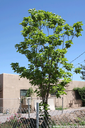 Catalpa tree