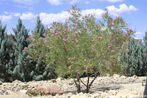 Desert Willow tree, drought and heat tolerant tree