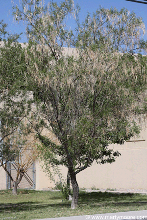 Desert Willow tree - good low water tree for the desert garden