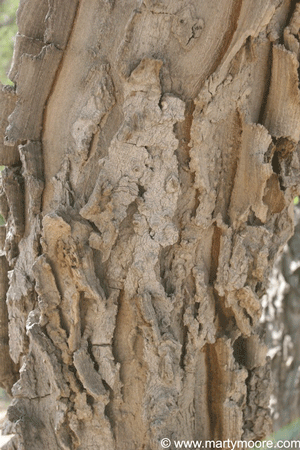 Hackberry tree bark