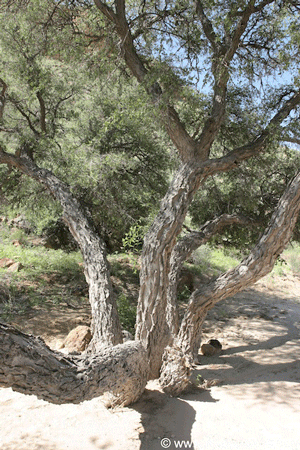 Hackberry tree, great tree for the desert southwest garden