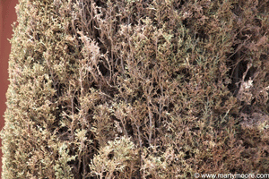Italian Cypress - spider mite damage