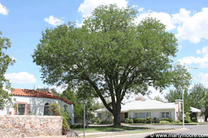 Mature Locust tree