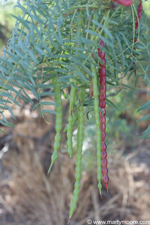 Mesquite tree beans