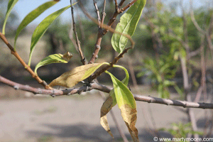 Chitalpa tree leaf scorch