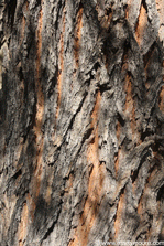 Salt Cedar tree bark