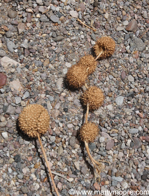 Sycamore tree seed pods