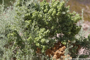 Fourwing Saltbush plant and seeds