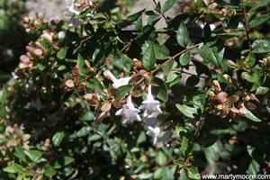Abelia shrub