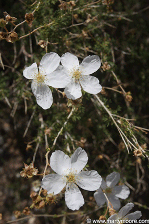 Apache Plume flowers
