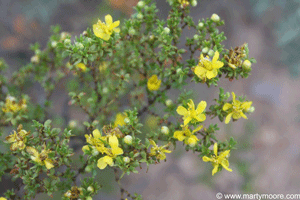 Creosote Bush flowers
