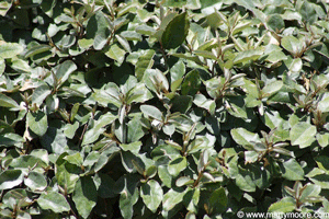 Silverberry shrub
