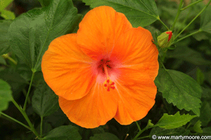 Orange Hibiscus flower