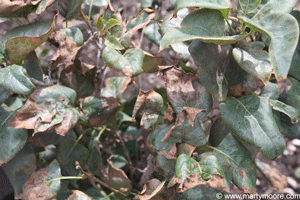 Lilac shrub with leaf scorch