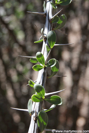 Ocotillo leaves and spines