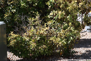 Very unhealthy Photinia shrub