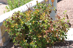 Unhealthy Photinia shrub