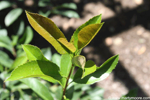 Healthy Photinia leaves