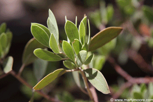 Point-leaf Manzanita shrub