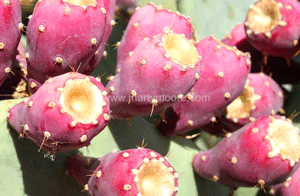 Prickly Pear Cactus fruit