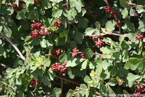 Skunk Bush berries