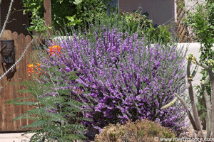Texas Purple Sage and Red Bird of Paradise
