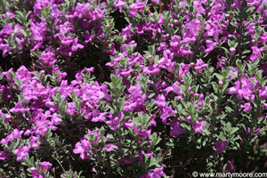 Texas Purple Sage