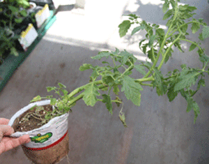 Leggy tomato plant