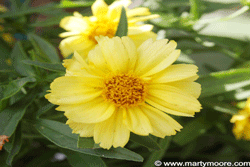 Coreopsis flower