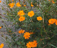 Orange Cosmos