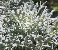 Dusty Miller plant