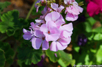 Lavender Geranium plant