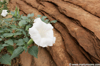 Moonflower plant