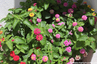 Lantana plant