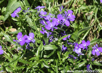 Lobelia flowers