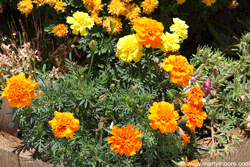 Marigold flowers