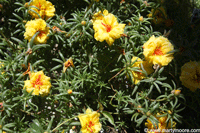 Moss Rose flowers