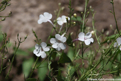 Penstemon flowers