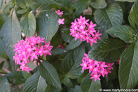 Pink Pentas 