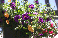 Petunia flowers