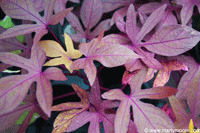 Purple Sweet Potato Vine